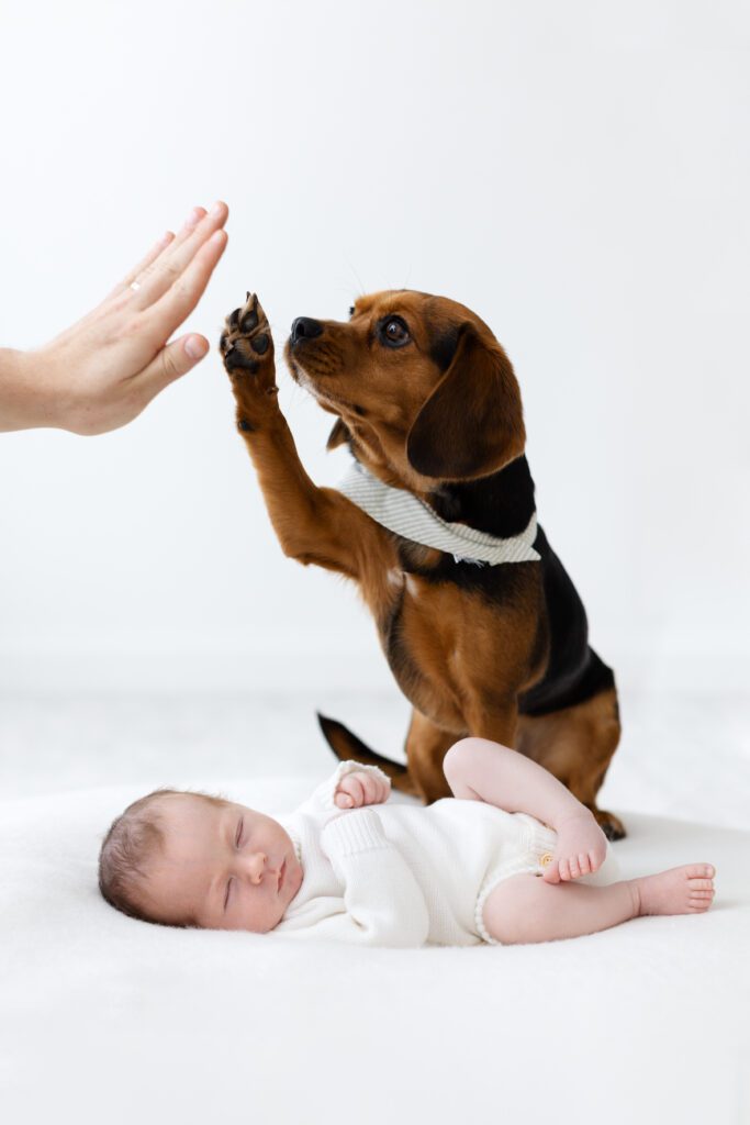 newborn baby and dog photography 